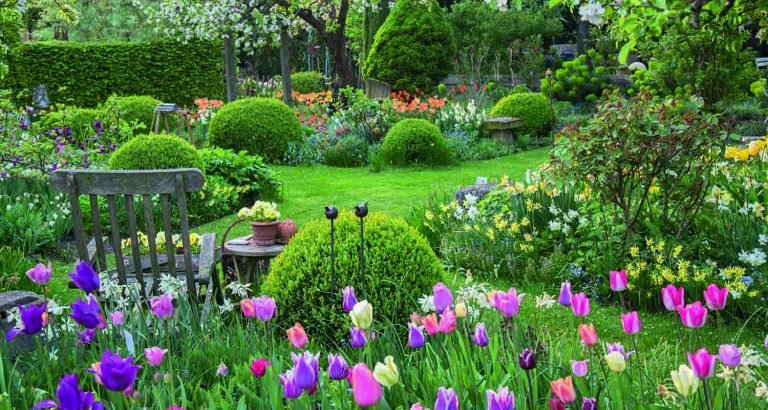 Sosna Bonsai – pomysł na zieleń w domu i ogrodzie